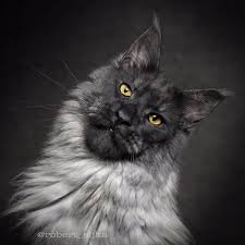 How much do maine coon cats and kittens cost? 30 Majestic Pictures Of Maine Coon Cats By Robert Sijka