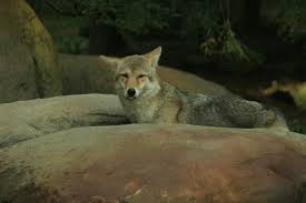 That's why their puppies, on the other hand, have a very soft fluffy coat which is lovely to the touch Coyote Fur Is In Big Demand Thanks To Popular Parkas