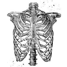 The rib cage is the arrangement of ribs attached to the. Which Organ Sits In The V Part Of The Ribs Herenow4u Net Publications Books Online Preksha It S Easy To Feel The Bottom Of This Cage By Running