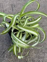 It grows in the same manner, sending out arching stems tipped with baby spiders. Variegated Curly Spider Plant Bonnie Rare Well Rooted 10 99 Picclick