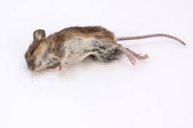 Getting rid of dead rat & mouse smell easily | best dead animal odor eliminators compared. How To Get Rid Of Dead Mouse Smell In Your House How I Get Rid Of