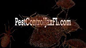 Our bed bug control treatments. Bed Bug Pest Control Services Jacksonville Fl Termite Control