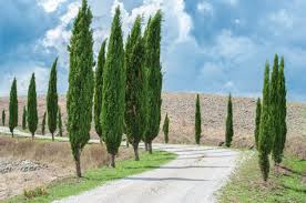 Median tree, narrow growing space. Evergreens For Zone 9 Gardens Choosing Zone 9 Trees That Are Evergreen