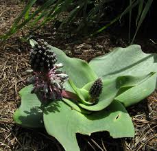 Image result for Ledebouria revoluta