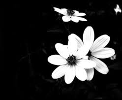 Black And White Flower Desktop Backgrounds Pin By Holly Thayer Thomas On Facebook Covers Backgrounds Backgrounds Phone Wallpapers Black Wallpaper Wallpaper Backgrounds