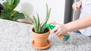To make your aloe grow faster in water, make sure its needs for light, oxygen, and fertilizer are met. How To Grow Aloe Vera General Aloe Vera Planting Care Tips