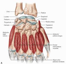 Image result for Normal Anatomic Position of the Hand and Wrist