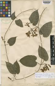 Image result for Telosma africana