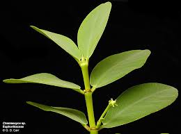 Image result for Euphorbiaceae