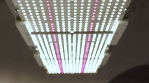 Fully authorised uk distributor of horticulture lighting group led. 320w Quantum Board Led Grow Light Bloom Spec Urban Buddy Grow Lights Urban Buddy Grow Lights