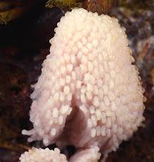 Image result for Stemonitis fusca