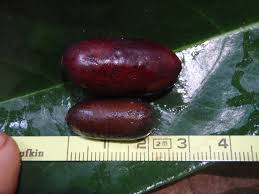 Image result for Annickia