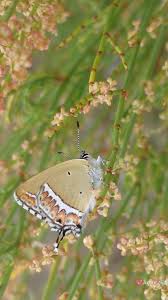 Image result for Lecanthus peduncularis