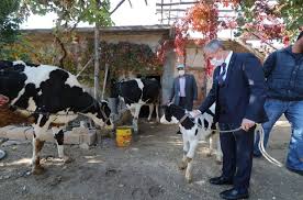 Sahinbey De Hayvan Yetistiricilerine Destek Surecek Gaziantep Haberleri