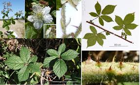 Image result for Prismatocarpus cordifolius