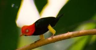 Birds Dancing To Music World S Weirdest Birds Moonwalk To Impress The Ladies One Of The Funniest Things Ever Weird Birds Funny Birds Weird Animals