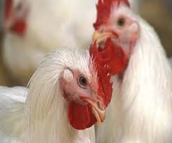 Jump to navigation jump to search. City Councilors Rethinking Ban On Roosters In Proposed Tulsa Animal Ordinance Updates Public Radio Tulsa