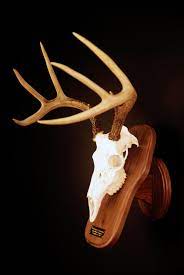 Skull Cleaning Services East Earl Pa Turkey Hill Wildlife