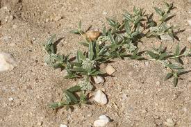 Image result for Limeum argute-carinatum