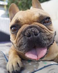 Thank You Thefrenchie Stitch For Being The Curator This Week Frenchiecutethefrenchie Stitch Want To Be A Cura Cute French Bulldog French Bulldog Frenchie