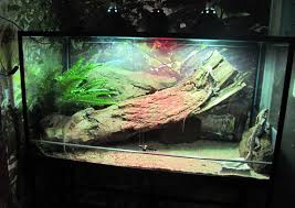 Pin By Dani On Vivarium S Vivarium Terrarium Aquarium