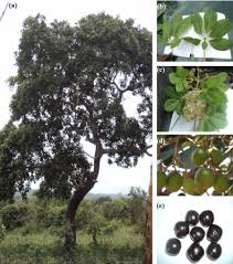 Image result for Vitex doniana