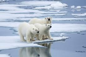 Adaptations of animals to climate: Polar Bear Description Habitat Facts Britannica