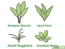 Maybe you would like to learn more about one of these? How To Grow Freshwater Aquarium Plants 15 Steps With Pictures