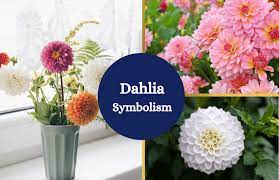 Dahlia Symbolism In 2020 Dahlia Flower Dahlia Autumn Garden