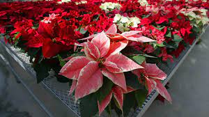 We did not find results for: Science Says Are Poinsettias Poisonous Some Holiday Truths Abc11 Raleigh Durham