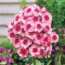 Fairytale Of The Ural Phlox Brecks Premium Bulbs In 2021 Phlox Flowers Annual Plants Partial Shade Flowers
