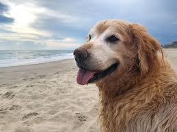 Why buy a golden retriever puppy for sale if you can adopt and save a life? Obituary Honors Charlie The Golden Retriever That Loved Everything Except Stairs It Went Viral National Lebanon Express Com