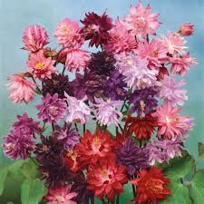 Image result for Aquilegia vulgaris Tower Mix