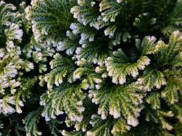 Image result for Salacia kraussii