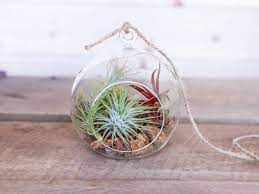 Maybe you would like to learn more about one of these? Rustic Air Plant Terrarium Kit Air Plant Design Studio