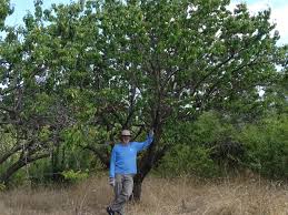 In fact, that's one of the main reasons many people grow fruit tree in. Weston Creek Orchard Sactcg