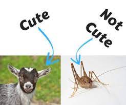 Camel crickets eat mostly paper products and decaying plant material. Life In General What Do Cave Crickets Eat Hint It S Not Your Soul