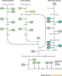 Image result for Complement Pathway