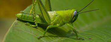 Components which hold data and perform tasks, and wires that pass data between the components are the core of grasshopper. All About Grasshoppers Grasshopper Killer Habitat Facts