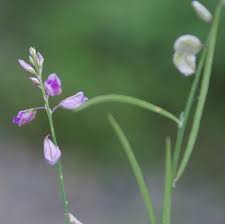 Image result for Polygala persicariifolia