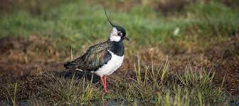 28 à facilement grâce à sa longue et fine huppe recourbée, à son plumage noir et blanc. Oiseau De L Annee 2019 Vanneau Huppe Birdlife Schweiz Suisse Svizzera