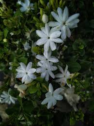 Image result for Jasminum multiflorum