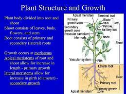 Sometimes it is slow and at other times rapid. Plant Structure Pdf