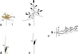 Image result for Alinula paradoxa