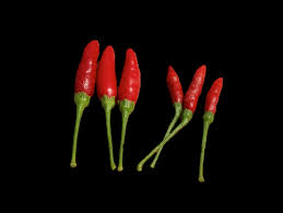 Image result for Capsicum frutescens