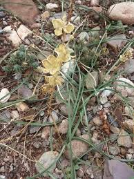 Image result for Dipcadi brevifolium