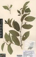 Image result for Cissus cornifolia