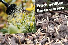 Frisch Gesaten Rasen Wassern Wie Oft Rasensamen Giessen