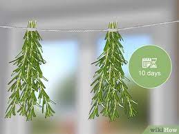 Check spelling or type a new query. How To Harvest Rosemary 8 Steps With Pictures Wikihow