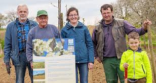 Ortenaukreis: Grüne Fahrgassen und Wildgehölz, Hecke für Insekten